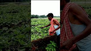 See What He Was Harvesting Pointed gourd shorts [upl. by Atinad167]