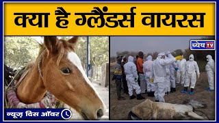 NTH क्या है ग्लैंडर्स बीमारी II What is Glanders disease II an infectious disease [upl. by Aryn930]