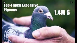 Top 4 Most Expensive Pigeons Of All Time [upl. by Cly279]