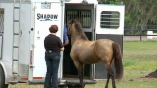 Parelli Trailer Loading ProblemSolving  Teach Your Horse to Stay In the Trailer [upl. by Cosimo]