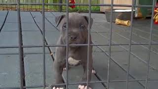 Hermosos perros pitbull bebes que te causaran mucha ternura [upl. by Daggna]