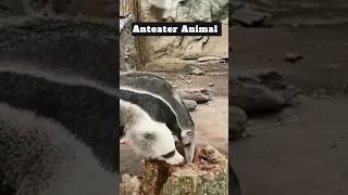 Anteater animal fact video  Gaint animal in the word fact in hundi  urdu [upl. by Etessil970]