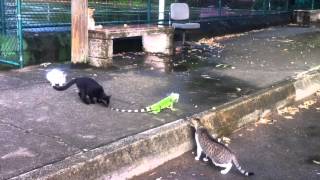 Four cats vs an iguana [upl. by Alvar]