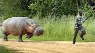 Les Hippopotames du Parc Upemba dévastent les champs et tuent les villageois [upl. by Opiuuk]