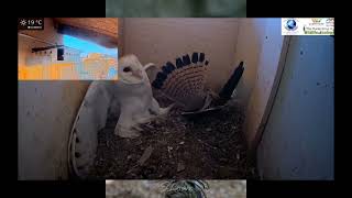 British barn owl vid nice music and no talking  not my photos [upl. by Volin]