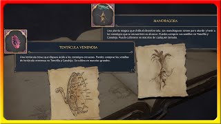 Hogwarts Legacy  ¿Dónde comprar Tentácula Venenosa y Mandrágora y sus semillas [upl. by Strander]