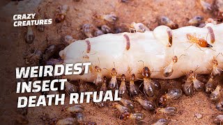 Why Termites Lick Their Own Queens to Death [upl. by Garlanda273]