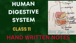 Human Digestive System l NCERT Deleted Chapter l Class 11 l Why Important l Written Notes l Lec2 [upl. by Annahsor]