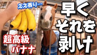 この黄色いヤツ…いつもと違う！初めて超高級バナナを見た時の引退競走馬の反応がヤバすぎました【ツルマルボーイ様のシモベ】 [upl. by Yonina]