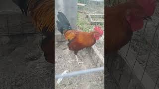 gamefowlbreed gamefowlchickenfarm gamefowls gamefowl gamefowlbreeding gamefowlbreeders spain [upl. by Ileane]