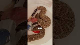 Terrifying Surprise😱 Snake Under Pillow🐍 Watch This Brave Catcher in Action shorts [upl. by Samul]