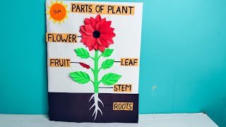 Parts of PlantpartsofplantParts of plant 3Db modelParts of plant model for science projectScienc [upl. by Mloc850]