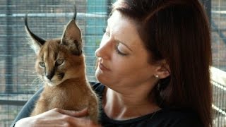 Cross Caracal Gives Girl A Fast Left Hook To The Face Boxing Style🙀🐾 🥊😂 [upl. by Elrod962]