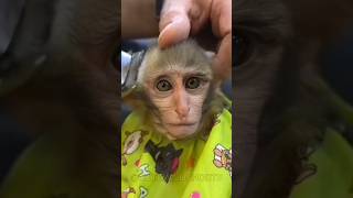 ПРОФЕССИОНАЛЬНАЯ СТРИЖКА ДЛЯ ОБЕЗЬЯНКИ monkey animals memes [upl. by Aksel]