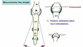 Ensemble fonctionnel de la main et muscles du membre superieur [upl. by Alberic]