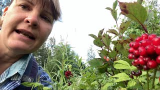 Poisonous baneberry vs edible highbush cranberry Wildernessgma49 [upl. by Arimay]