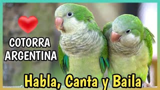 COTORRITA ARGENTINA o Loro Quaker 🦜 Perico Monje  Cuidados Precio Alimentación [upl. by Keeler662]