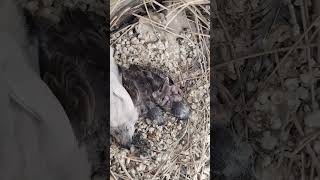 Finch Chicks Bahir Agy finchbird finch finchchicks chicks [upl. by Georg545]