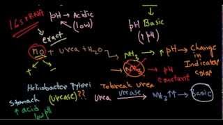 Urease test [upl. by Skippy]