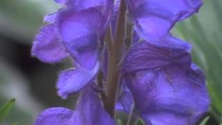 Aconitum napellus monkshood a poisonous beauty [upl. by Lee]