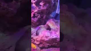 quotStunning Cichlid Tank Setup Vibrant Colors amp Dynamic Fish Behaviorquot [upl. by Aylad]