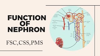 Function of Nephron class 12  Function of Nephron  Nephron [upl. by Aili]