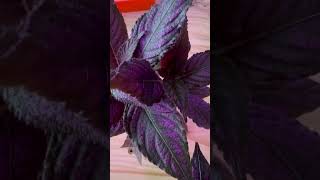 Persian Shield aka Strobilanthes dyeriana plants houseplantlover houseplants nature naturelover [upl. by Felice]