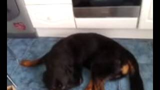 Cushings Disease in Rottweiler [upl. by Alderman845]