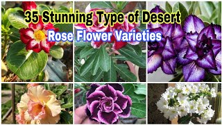 35 Beautiful Stunning Type of Desert Rose Varieties [upl. by Prinz]