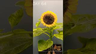 75 Days of Sunflower Growth in 60 Seconds FLAT [upl. by Aryam]