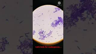 Bacterial Cells with Endospores under Microscope I Shorts [upl. by Hannasus]