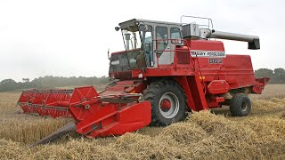 Classic 1980s Massey Ferguson 865 combine  Combining spring barley [upl. by Nodnarg]