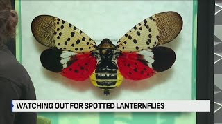 Watching out for spotted laternflies [upl. by Nedrah]