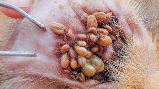 remove plenty of ticks from poor dogs ears [upl. by Lesig159]