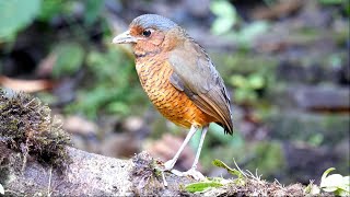 Giant Antpitta at Refugio Paz de las Aves in Ecuador [upl. by Meijer267]