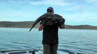 NITRO FISHING RODS  smash the Big Flathead [upl. by Fredi]