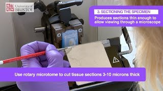 Histology Slide Preparation [upl. by Snapp944]