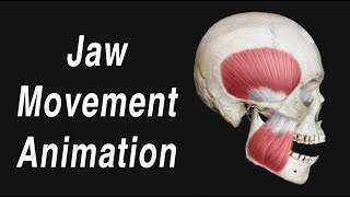 Anatomy of Jaw Motion  TMJ Articular Disc and Muscles [upl. by Nerta]