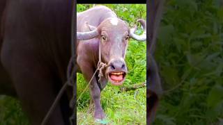 cow mooing sound effect funny 🐄😂cowvideos​ Shorts​ [upl. by Prem]