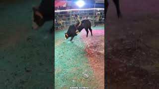 JARIPEO EXTREMO TORAZO LE PELIÓ HASTA QUE DERRIBÓ AL JINETE🐂💥 jaripeo shorts [upl. by Armbruster598]