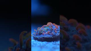 Test de Waterbox Coral Superfood aquarium allmymoneygoestocoral reef recifal reeftank corail [upl. by Rob]