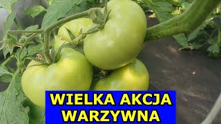 Robię Wielką Akcję Warzywną infouprawa [upl. by Colombi]