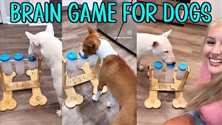 Brain Game for Dogs Interactive Wooden Puzzle Basenji VS Bull Terrier [upl. by Kcirdde]