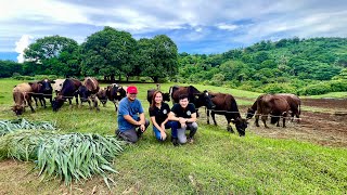 Super Important Tips para sa Dairy Cattle Farmers Transforming Challenges into Success [upl. by Nosiaj207]