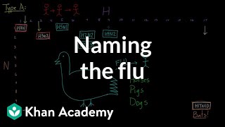 Naming the flu Hsomething Nsomething  Infectious diseases  Health amp Medicine  Khan Academy [upl. by Eenwahs]