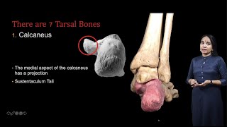 Osteology of articulated foot Tarsal Bones Metatarsals Phalanges [upl. by Iadahs]