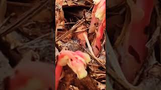 Colorful Monotropa in the forest nature fungus mushroom wildlife [upl. by Brianna]