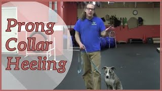 Prong Collar Heeling with Prong Collar Dance  How To Dog Training [upl. by Aspasia]