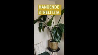 Hangende bladeren bij je strelitzia Dit is de oorzaak  Pokon [upl. by Llewkcor]