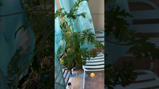 My droopy citronella plant ￼🫣 [upl. by Screens]